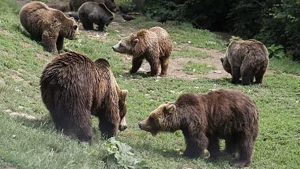 Zonele din Romania in care poti intalni ursi. Harta cu punctele care prezinta cel mai mare risc